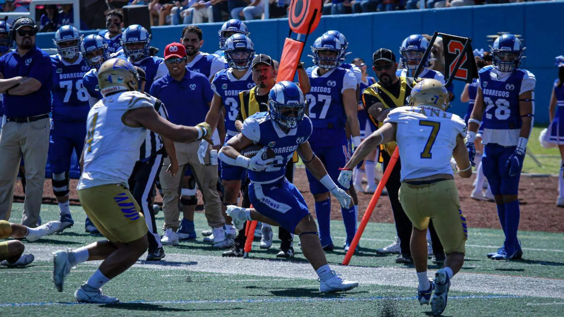 Borregos Puebla termina con el invicto de Auténticos Tigres